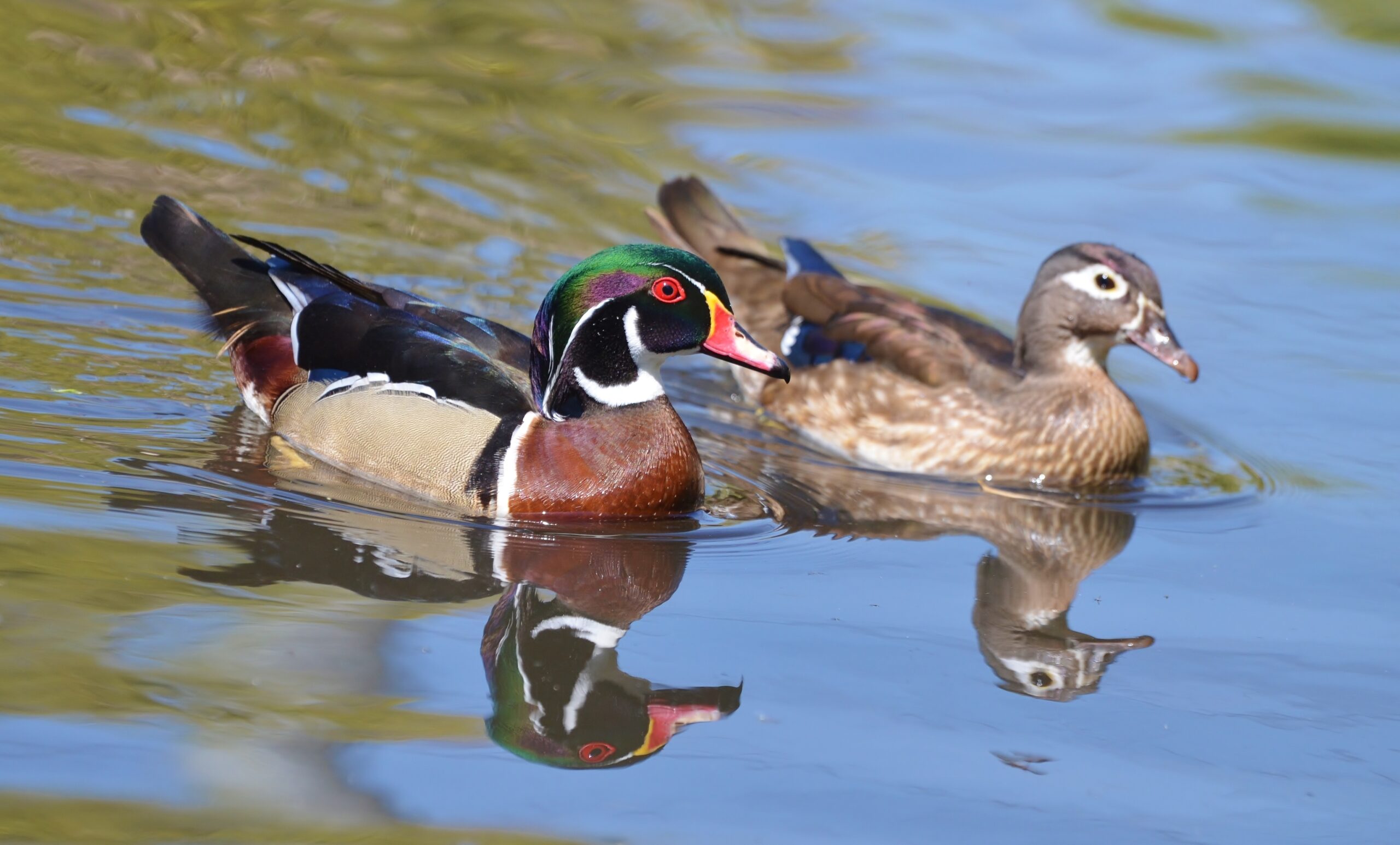 Wood Duck